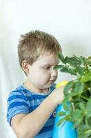The child helps to take care of indoor plants. The boy sprays on the leaves with a bullet gun. Care of plants. photo