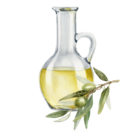 Bottle of olive oil, olive branches, leaves and fruits. Fresh organic extra virgin olive oil. Glass jug with oil. Watercolor hand drawn illustration. For menu, packaging design png