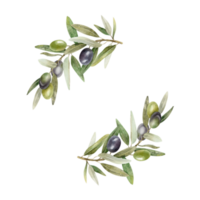oliv grenar, löv och frukter. runda krans av grenar oliv träd. vattenfärg hand dragen illustration. för meny, förpackning design, bröllop inbjudan, spara de datum eller hälsning kort. png