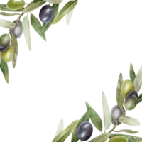 aceituna sucursales, hojas y frutas guirnalda de ramas aceituna árbol. acuarela mano dibujado ilustración. para menú, embalaje diseño, Boda invitación, salvar el fecha o saludo tarjeta. png