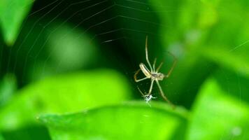 Spider Garden spider on a web video