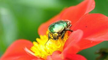 cetonia aurata también conocida como rosa chafer en la flor de dalia roja, macro video