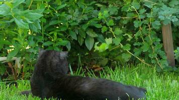 Scottish Fold Black Cat liegt im grünen Gras in der Nähe der Hütte video