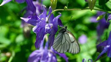 aporia Crataegi, nero venato bianca farfalla nel selvaggio, su fiori di aquilegia. video