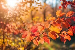 Autumn floral panoramic background. Colorful yellow and red maple foliage on a sunny day holy light. Autumnal Park. photo