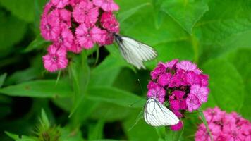 aporia crataegi, mariposa blanca con vetas negras en estado salvaje. mariposas blancas en flor de clavel video
