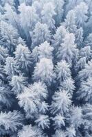 An aerial shot of many trees covered in snow. photo