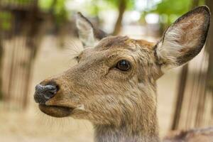 The head of an artiodactyl mammal deer. A young deer in a pen. photo