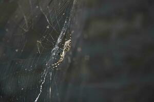 un enorme araña es colgando en el web. insectos en naturaleza. foto