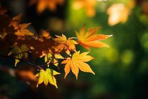 Natural autumn background with golden yellow and orange maple leaves glowing in the sun on a gentle blurry light green background. photo