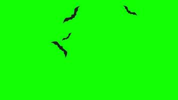 volador murciélagos lazo movimiento gráficos vídeo transparente antecedentes con alfa canal. video