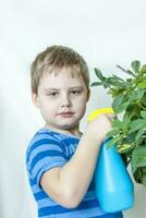 The child helps to take care of indoor plants. The boy sprays on the leaves with a bullet gun. Care of plants. photo