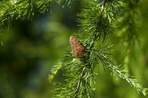 Spruce branches are decorated with young cones. Cones close-up. Close-up on blurred greenery with copying of space, using as a background the natural landscape, ecology, photo