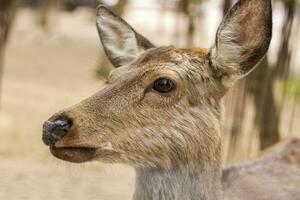 The head of an artiodactyl mammal deer. A young deer in a pen. photo