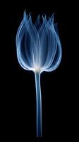 X - ray photo of transparent lotus bud, white and royal blue.