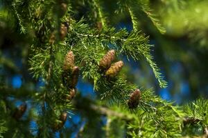 Spruce branches are decorated with young cones. Cones close-up. Close-up on blurred greenery with copying of space, using as a background the natural landscape, ecology, photo