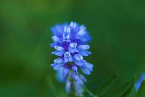 Blue flowers close-up. Macro photography of colors. Close-up on blurred greenery with copying of space, using as a background the natural landscape, ecology, photo