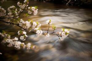 Butterply, cherryblossom, blurred river. AI Generative photo