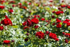 Red roses on a flower bed on a sunny day. Close-up on blurred greenery with copying of space, using as a background the natural landscape, ecology, photo