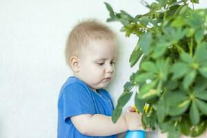 The child helps to take care of indoor plants. The boy sprays on the leaves with a bullet gun. Care of plants. photo