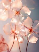 Close up photo of transparent flowers transparent light.