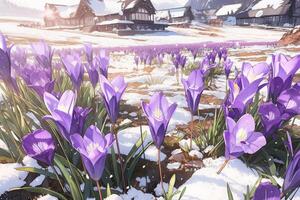 Spring landscape with first flowers purple crocuses on the snow in nature in the rays of sunlight. photo