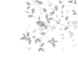 Realistic shadow. Vector with shadow overlays of tree branches with leaves on a transparent background