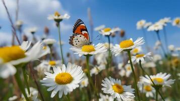 hermosa blanco amarillo margaritas y azul acianos con revoloteando mariposa en verano en naturaleza en contra antecedentes de azul cielo con nubes ai generativo foto