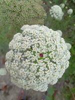 Wild carrot, wallpaper, beautiful flower, beauty nature photo