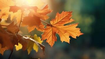 Natural autumn background with golden yellow and orange maple leaves glowing in the sun on a gentle blurry light green background. photo