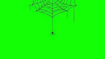 on spider web spider hanging and moving loop Animation with alpha channel. video
