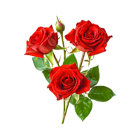 drie bloeiend rood rozen bloem ai gegenereerd png