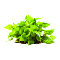 Lemon Basil leaf png