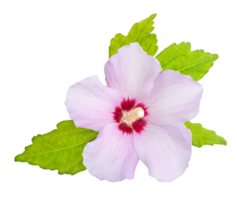 roos van Sharon bloem geïsoleerd Aan transparant achtergrond. hibiscus syriacus png