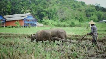 bandung, su gennaio 15 2023, agricoltori siamo raccolta riso nel il campi, nel ovest java-indonesia. video