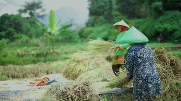 Bandung, On January 15 2023, Farmers are harvesting rice in the fields, in West Java-Indonesia. video