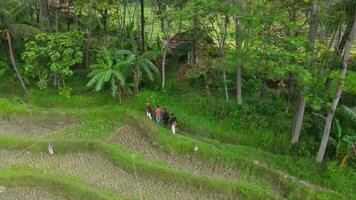 bandung, sur janvier 15 2023, Les agriculteurs sont récolte riz dans le des champs, dans Ouest java-indonésie. video