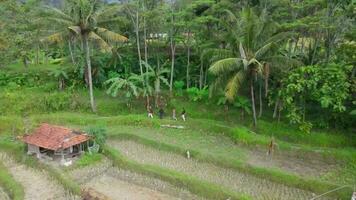 bandung, em janeiro 15 2023, agricultores estão colheita arroz dentro a Campos, dentro oeste java-indonesia. video