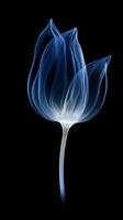 X - ray photo of transparent lotus bud, white and royal blue.