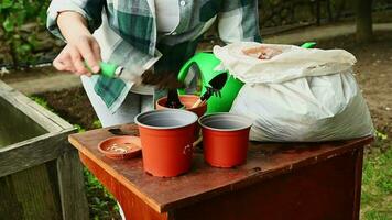 avvicinamento di femmina contadino mettendo alcuni suolo in pentole per piantare germogliato piantine. agricoltura. agroalimentare. primavera giardinaggio. coltivando biologico verdure nel serra condizioni. eco agricoltura video