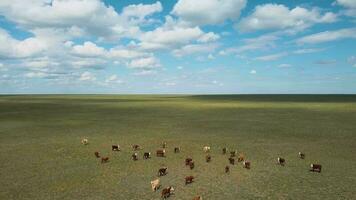 Herde von Kühe Weiden lassen im ein Feld, Antenne Aussicht video