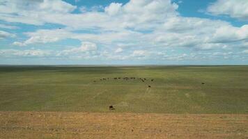 troupeau de vaches pâturage dans une champ, aérien vue video