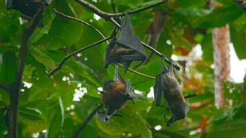 Lyle's flying foxes Pteropus lylei hangs on a tree branch video