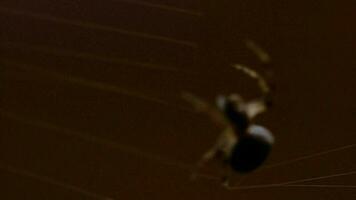 aranha jardim aranha araneus tece uma teia video