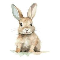 Watercolor Long Ear Hare In Natural State Sitting Front View Concept vector