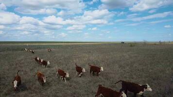 Herde von Kühe Weiden lassen im ein Feld, Antenne Aussicht video