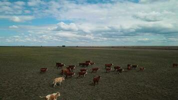 manada de vacas pasto en un campo, aéreo ver video