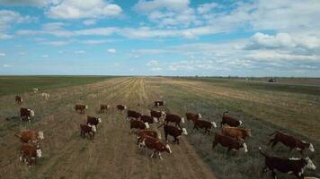 kudde van koeien begrazing in een veld, antenne visie video