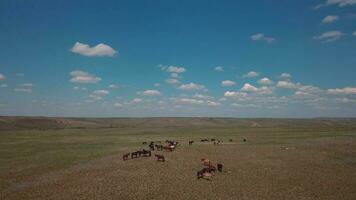 Herd Of Horses In The Field, Aerial View video