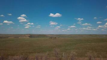 Herde von Pferde im das Feld, Antenne Aussicht video